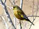 鳥類図鑑・カワラヒワ 1